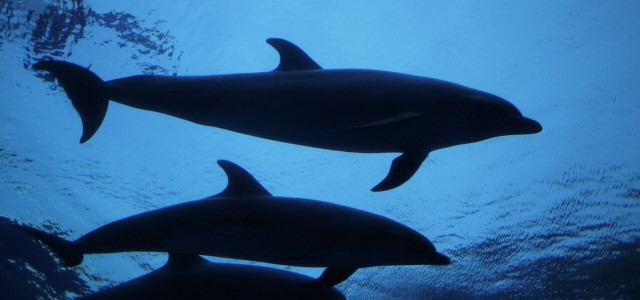 Belästigten Delfine in offenem Meer: 33 Schwimmer:innen angezeigt