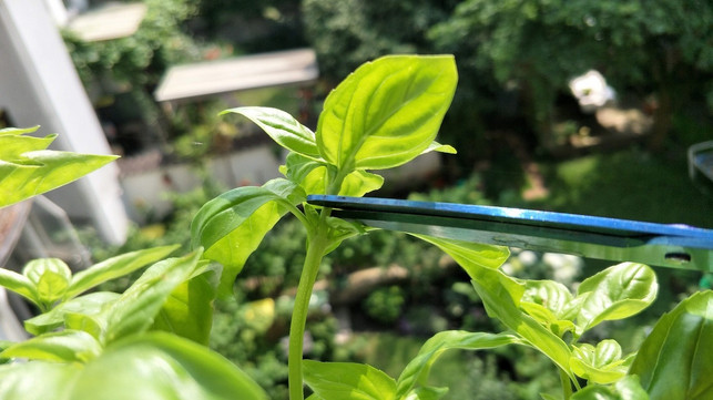 basilikum-pflegen-richtig-schneiden-sven-christian-schulz-utopia-180609_download Basilikum pflegen: Richtig schneiden