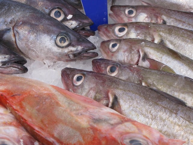 ist-fisch-vegetarisch-nach-herkoemmlicher-definiti-cc0-pixabay-publicdomainpictures-210816_download Ist Fisch vegetarisch? Nach herkömmlicher Definition nicht.