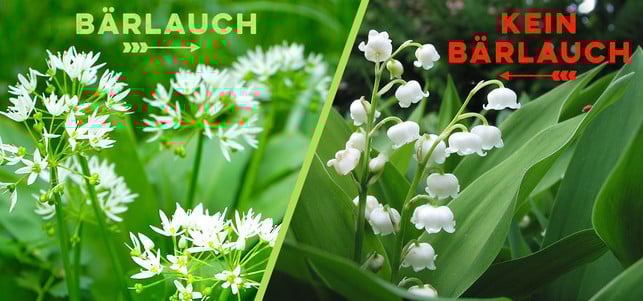 Bärlauch oder Herbstzeitlose? Auf Blüten und Knospen zu achten hilft, Bärlauch und Maiglöckchen nicht zu verwechseln