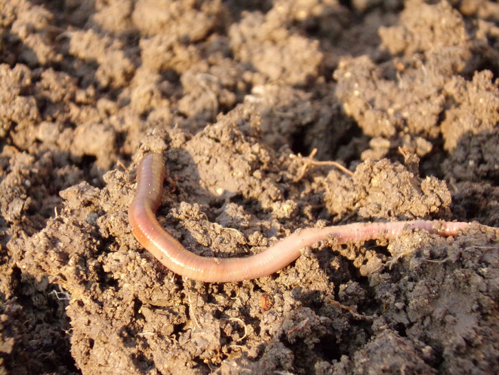 Wurmtee? Deine Pflanzen werden es dir danken - Utopia.de