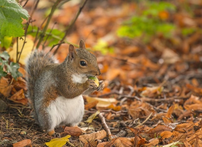 unterbrechen-eichhoernchen-ihre-winterruhe-zu-haeufi-cc0-pixabay-wagrati_photo-220202_download Unterbrechen Eichhörnchen ihre Winterruhe zu häufig, plündern sie ihre Nahrungsvorräte schneller.