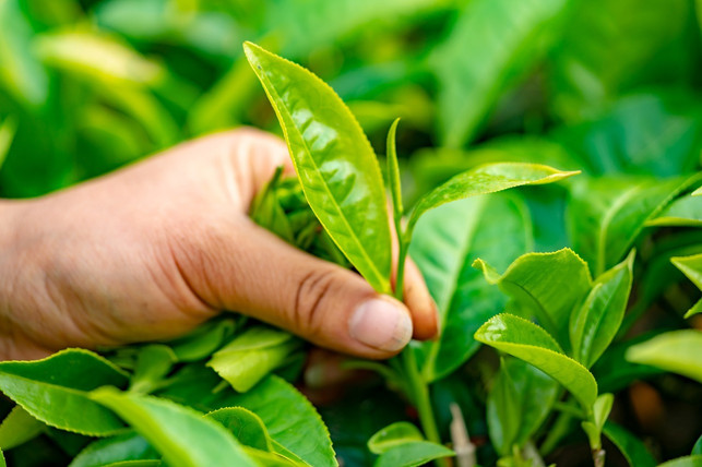 die-arbeitsbedingungen-auf-konventionellen-teeplan-cc0-pixabay-kyhddohani89-200125_download Die Arbeitsbedingungen auf konventionellen Teeplantagen sind oft schlecht.