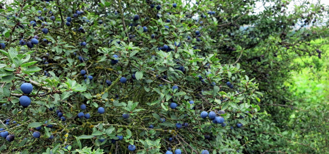 superfoods-schlehen-pb-gabrielemlink-170217-1280x600 Schlehen werden erst nach dem ersten Frost geerntet.