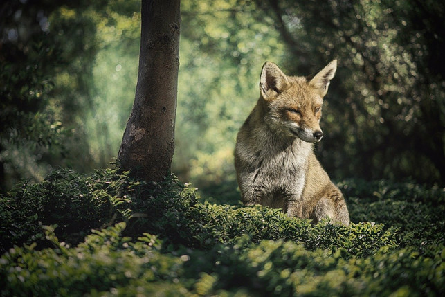 der-fuchs-zaehlt-zum-nahrungsnetz-des-waldes-cc0-pixabay-pixundfertig-210624_download Der Fuchs zählt zum Nahrungsnetz des Waldes.