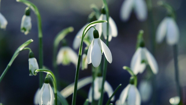 Hilfe, die Sonne scheint! Schadet ein warmer Februar meinen Pflanzen? -  Utopia.de