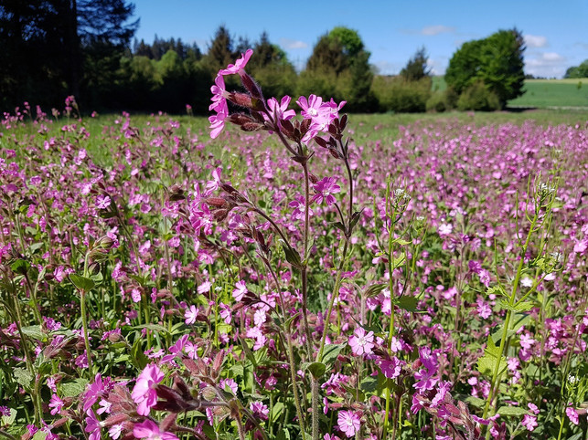 oft-waechst-die-rote-lichtnelke-am-rand-von-waeldern-cc0-pixabay-stux-200120_download Oft wächst die Rote Lichtnelke am Rand von Wäldern.