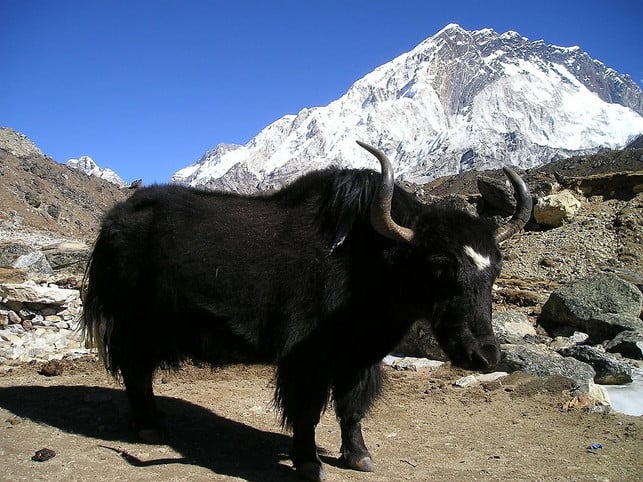 yaks-haben-ein-zweischichtiges-fell-cc0-pixabay-simon-181016_download Das Unterhaar des Yaks ist verspinnbar und eignet sich hervorragend zur Herstellung von Kleidung.