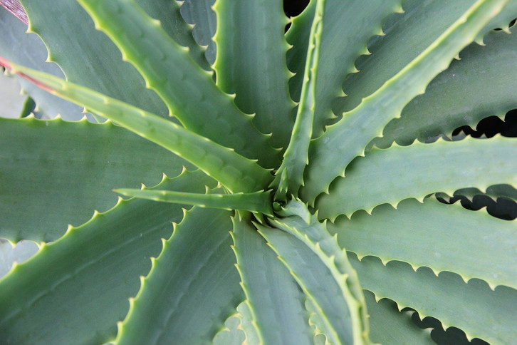 Ist Aloe Vera giftig fr Katzen? - Utopia.de