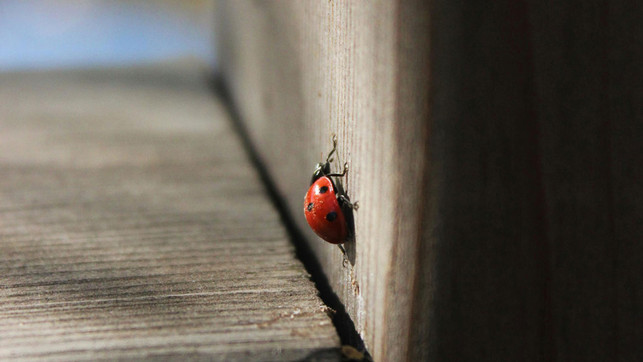 marienkaefer-im-haus-pexels-aysenaz-bilgin Wer Marienkäfer in der Wohnung entdeckt, kann die Tiere vorsichtig einsammeln und an einer geschützten Stelle aussetzen.