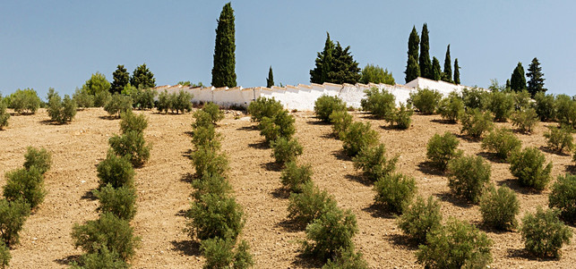 Mandelplantage in Spanien Mandelplantage in Spanien – hier hat die Milch-Alternative Tradition