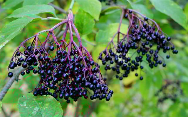 ostereier-faerben-holunderbeeren-pb-anemone123-170306-1280x800