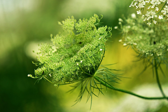 blueht-petersilie-ist-das-kraut-nicht-mehr-zum-ver-cc0-pixabay-mabelamber-230615_download Blüht Petersilie, ist das Kraut nicht mehr zum Verzehr geeignet
