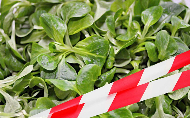pestizide-obst-gemuese-feldsalat-cw-kaesler-media-pb-manfredrichter-220421-1280x800 Gemüse wie Feldsalat ist häufig mit Pestiziden belastet.