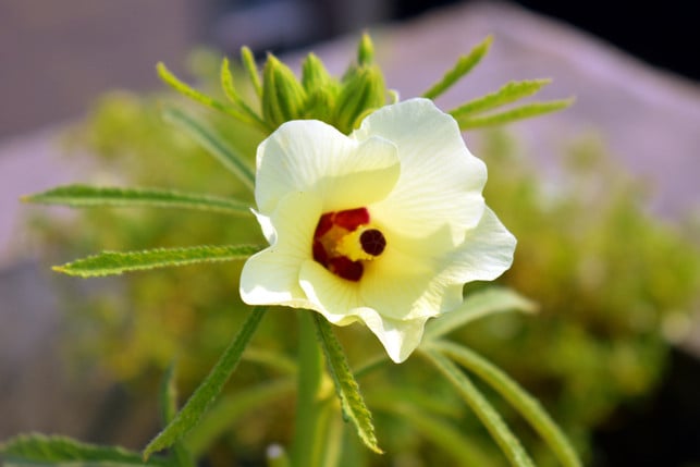 die-okra-schoen-aber-keine-gute-gesellschaft-fuer-cc0-pixabay-sandeephanda-250407_download Die Okra – schön, aber keine gute Gesellschaft für deine Tomaten.