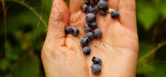 heidelbeeren vogesen "Schwarzes Gold": Wo Diebe im großen Stil Beeren klauen