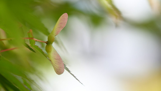 ahorn-frucht-cc0-unsplash-nagara-oyodo-241125 ahorn frucht