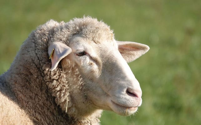 Achte darauf, dass die Wolle aus Betrieben stammt, die Schafen artgerechte Bedingungen schaffen. Achte darauf, dass die Wolle aus Betrieben stammt, die Schafen artgerechte Bedingungen schaffen.