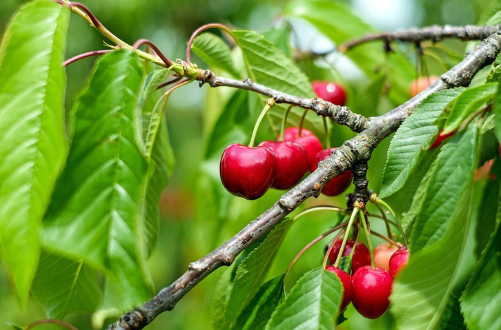 Kirschbaum pflanzen und pflegen: Anleitung und Tipps - Utopia.de
