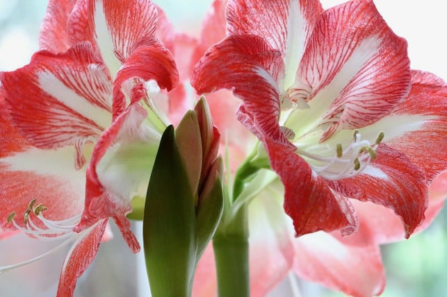 amaryllis-gehoert-zu-den-giftigsten-zimmerpflanzen-cc0-pixabay-nennieinszweidrei-211229_download Amaryllis gehört zu den giftigsten Zimmerpflanzen.