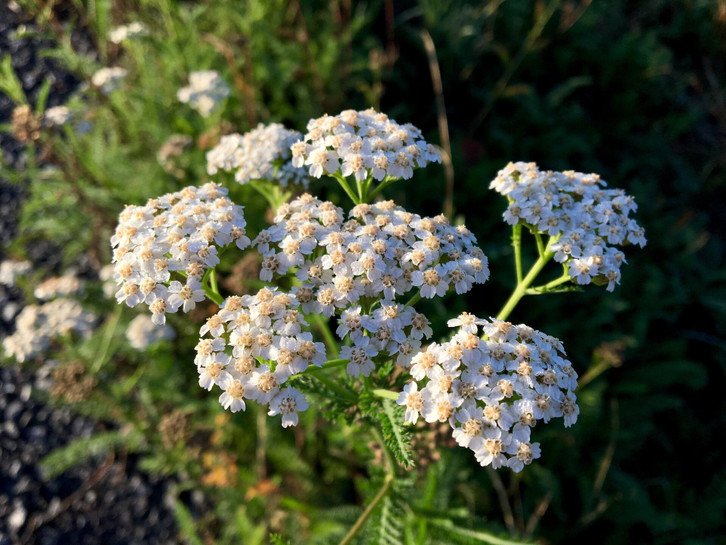 Yarrow-is-a-traditional-remedy-for-p-cc0--pixabay--albif-260602_download Yarrow is a traditional remedy for those suffering from menstrual problems.