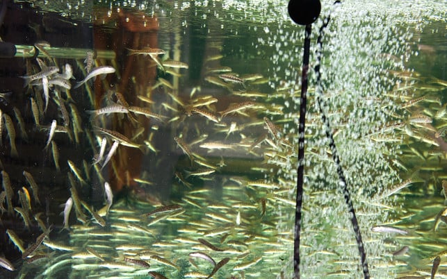 fish for skin therapy. foot spa Fisch-Spas sind sowohl aus tierschutzrechtlicher, als auch aus medizinischer Sicht problematisch.