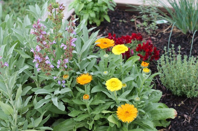 salbei-gedeiht-auch-gut-in-mischkultur-wie-zb-n-cc0-pixabay-rosiehill425-180522_download Salbei gedeiht auch gut in Mischkultur, wie z.B. neben der Ringelblume.