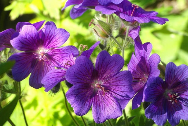 geranium-hat-fuenf-gleich-grosse-bluetenblaetter-cc0-pixabay-nowaja-240511_download Geranium hat fünf gleich große Blütenblätter