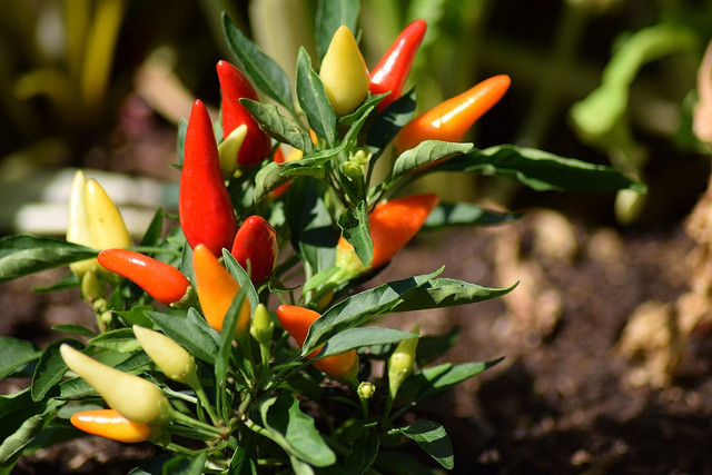 Peperoni pflanzen, pflegen und ernten im Garten oder auf dem Balkon