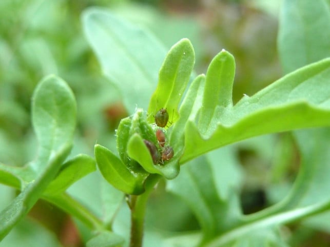 blattlaeuse-p-rucola-170503-1000x750 Blattläuse auf Rucola