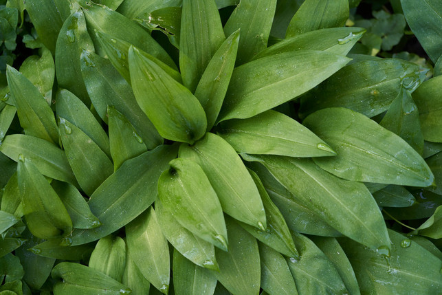 baerlauch-ist-ein-lauchgewaechs-wie-zwiebeln-und-sch-cc0-unsplash-wolfgang-hasselmann-250401_download Bärlauch ist ein Lauchgewächs wie Zwiebeln und Schnittlauch.