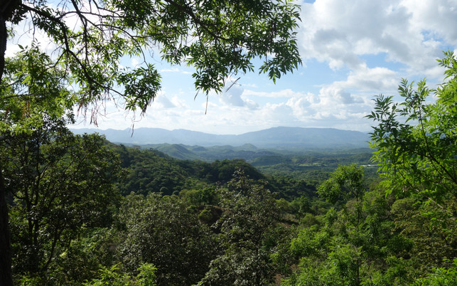 Aufforstung als Teil der Lösung Aufforstung als Teil der Lösung