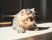 Katze: Welches Katzenfutter überzeugt im Test?
