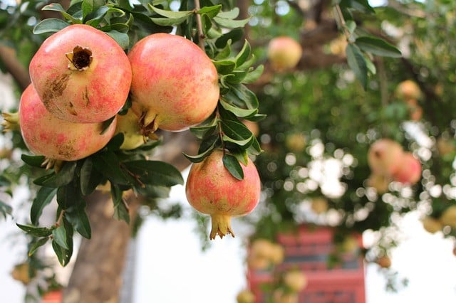 Granatapfel-Früchte am Baum Granatapfel-Früchte am Baum