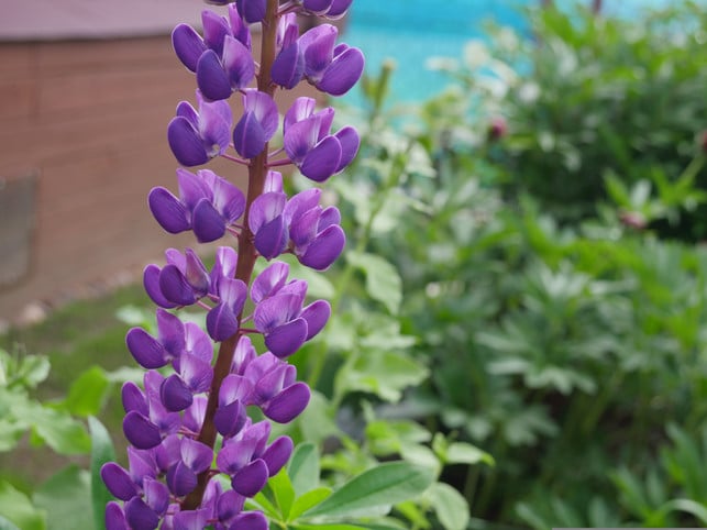 so-schoen-sie-auch-aussieht-die-vielblaettrige-lupi-cc0-pixabay-byuppi-250412_download So schön sie auch aussieht: Die vielblättrige Lupine pflanzt du besser nicht im Garten.