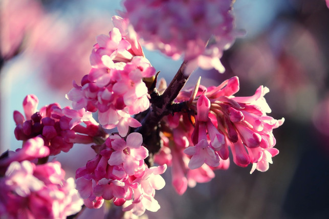 mit-einer-bluetezeit-von-januar-bis-april-ist-der-w-cc0-pixabay-manfredrichter-210308_download Mit einer Blütezeit von Januar bis April ist der Winter-Schneeball ein waschechter Winterblüher.