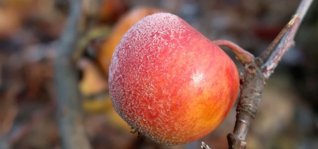 Winterapfel Obst Baum Frost