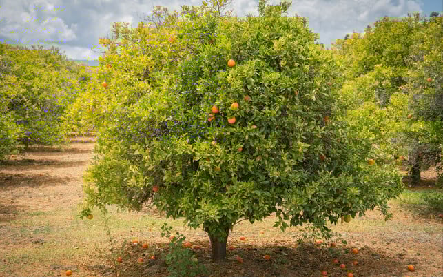 orangen-anbau-plantage-us-cc0-y-s_210712-1280x800 Orangen für unseren Orangensaft wachsen meist in Monokulturen.