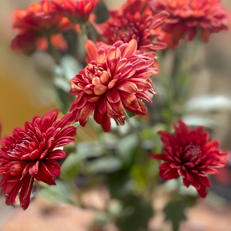 Chrysanthemen im Topf richtig pflegen: So halten sie länger