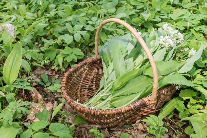 Brlauch pflanzen: So holst du dir das Wildkraut in den Garten - Utopia.de