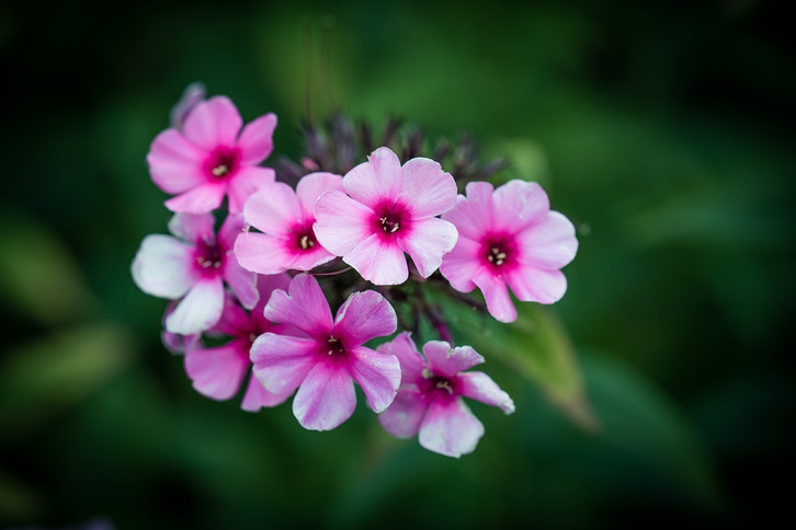 Bltezeit verlngern: So schneidest du Phlox richtig - Utopia.de