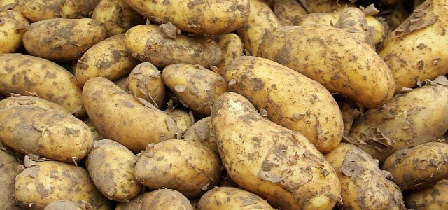 Kartoffeln stoppeln