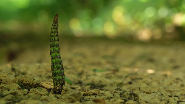 du-kannst-ackerschachtelhalm-bekaempfen-indem-du-d-cc0--pixabay--adege-250613_download Du kannst Ackerschachtelhalm bekämpfen, indem du den Boden verbessert.