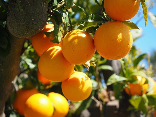 orangen-sind-exotische-fruechte-und-werden-meist-au-cc0-pixabay-hans-220802_download Orangen sind exotische Früchte und werden meist aus Brasilien importiert.