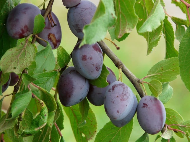 zwetschgenmarmelade-schmeckt-mit-vollreifen-fruecht-cc0-pixabay-hans-191129_download Zwetschgenmarmelade schmeckt mit vollreifen Früchten am besten.