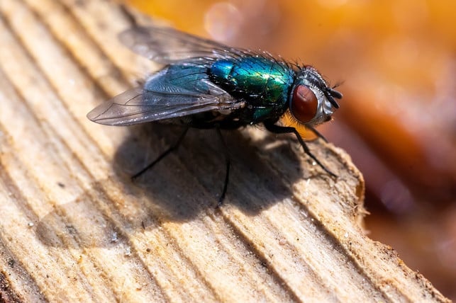 vorbeugende-massnahmen-sind-genauso-wichtig-wie-hau-cc0-pixabay-martinelle-240401_download Vorbeugende Maßnahmen sind genauso wichtig wie Hausmittel gegen Fliegen.