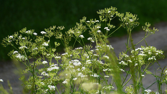 giersch-bekaempfen-cc0-pixabay-hpgruesen-180425 giersch bekämpfen