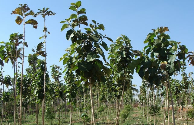aufgrund-der-grossen-nachfrage-wird-teakholz-auch-a-cc0-pixabay-sarangib-191117_download Aufgrund der großen Nachfrage wird Teakholz auch auf Plantagen angebaut.