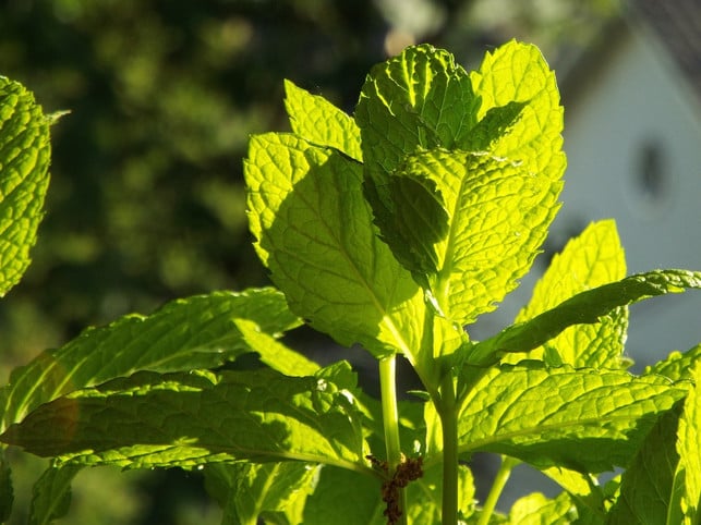 marokkanische-minze-kannst-du-gut-in-deinem-garten-cc0-pixabay-zerlina-200110_download Marokkanische Minze kannst du gut in deinem Garten pflanzen.