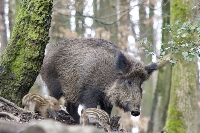begegnest-du-einem-wildschwein-ist-vorsicht-gebot-cc0-pixabay-paul_henri-230511_download Begegnest du einem Wildschwein, ist Vorsicht geboten.